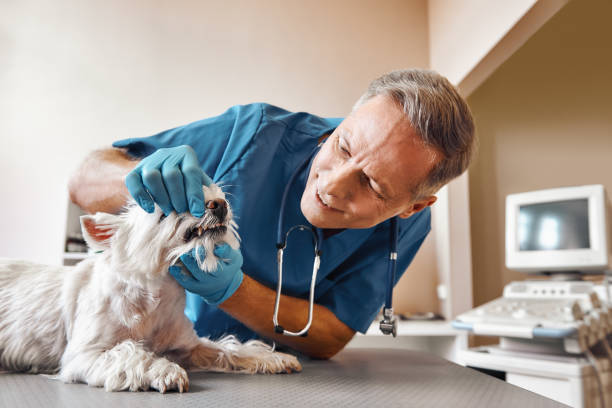 Best 24-Hour Emergency Dentist in Garrison, TX